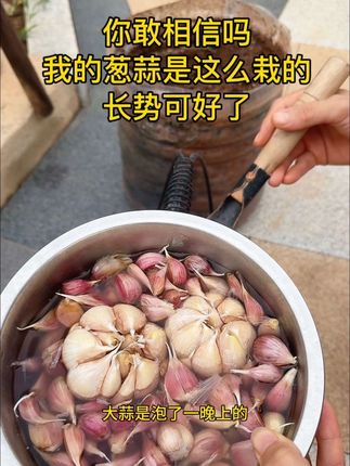 葱蒜已安排,你们的呢#自己种菜 #葱 #蒜 #我的乡村生活