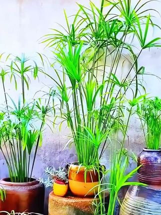 #水竹也叫旱伞草 #风车草 #爱生活爱养花 #水培植物 #鱼缸里的大自然