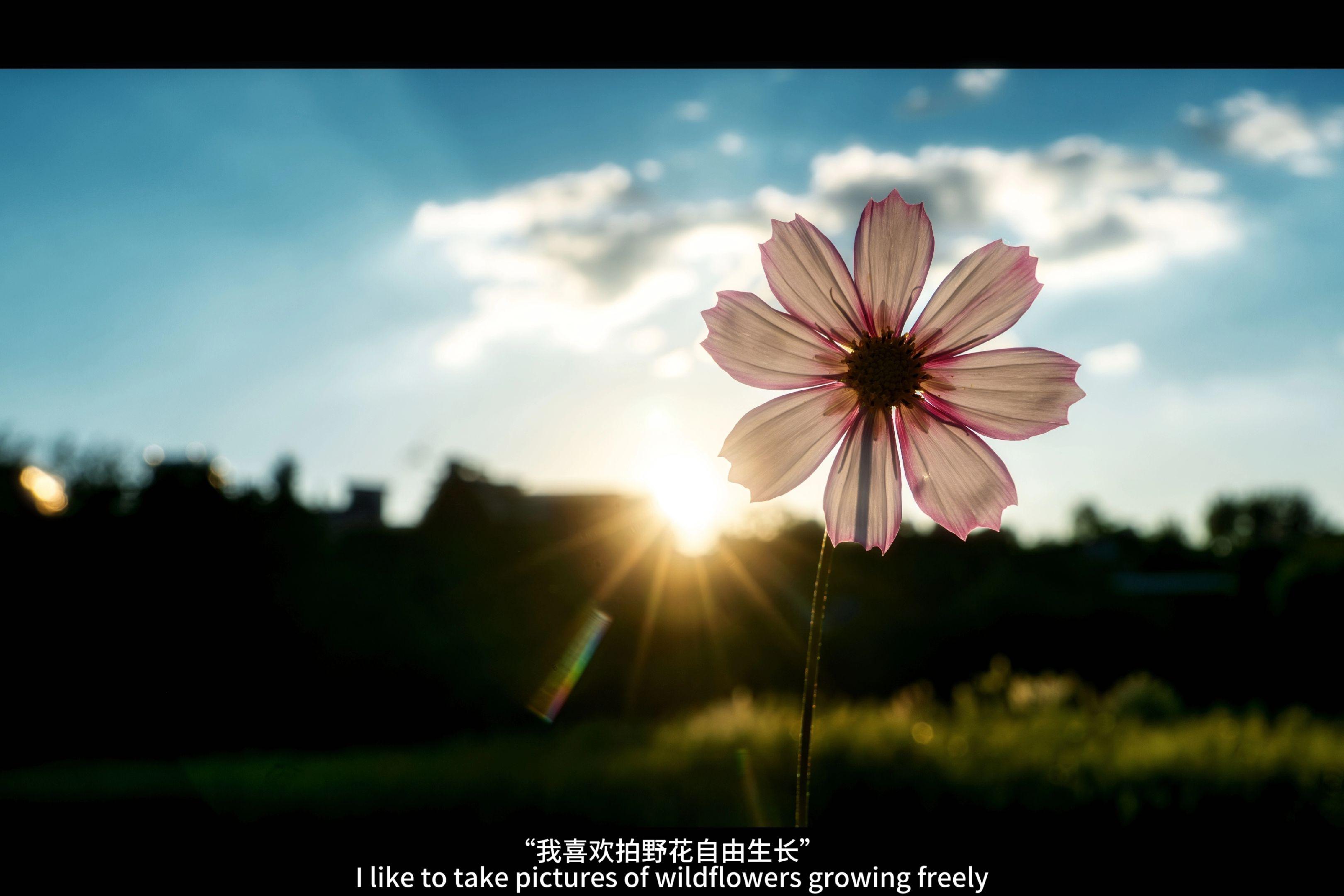 “我喜欢拍野花自由生长” “感受流动舒展的生命” “感受身边细微的一切” “我想这不止是摄影,也是感受幸福的能力” #花 #氛围感 #电影感 #inmyfeeling #充满鲜花的世界到底在哪里
