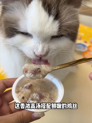 网易的猫咪零食大礼包也太值了吧!都是猫咪爱吃的~营养丰富还能解馋,趁划算赶紧薅!#萌宠好物 #猫零食 #新手养猫