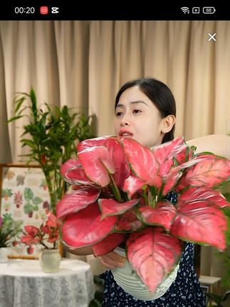 如意红吉利红绿植花卉室内盆栽如意皇后办公室桌面好养易活植物