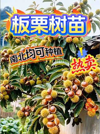 嫁接板栗苗树地栽南方北方种植大红袍特大板栗树果树果苗当年结果#板栗树苗 #大红袍板栗树苗#庭院地栽果树苗#果苗供应