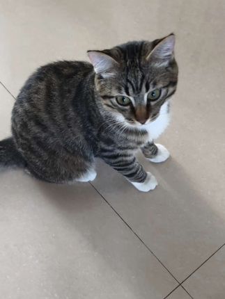 会撒娇的小猫才有吃的有陪玩#狸花猫 #猫咪日常