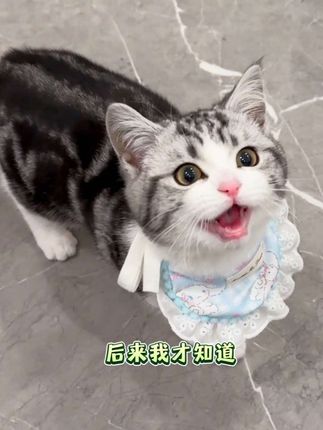 养宠人家里的气味主要来源于猫狗的粪便 所以真的离不开除臭喷雾 #养猫新手 #科学养宠攻略 #萌宠好物 #铲屎官日常 #除臭喷雾