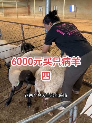 牧民生活 强者从不抱怨环境,因为绝地也能逢生。 实践是检验真理的唯一标准,也是通往成功的必经之路,用真实的经过去证明,是对自己最好的交代,也是对他人最直接的回答方式!#三农#记录真实生活 #锡蒙羊姐 @特效乳炎康企业店