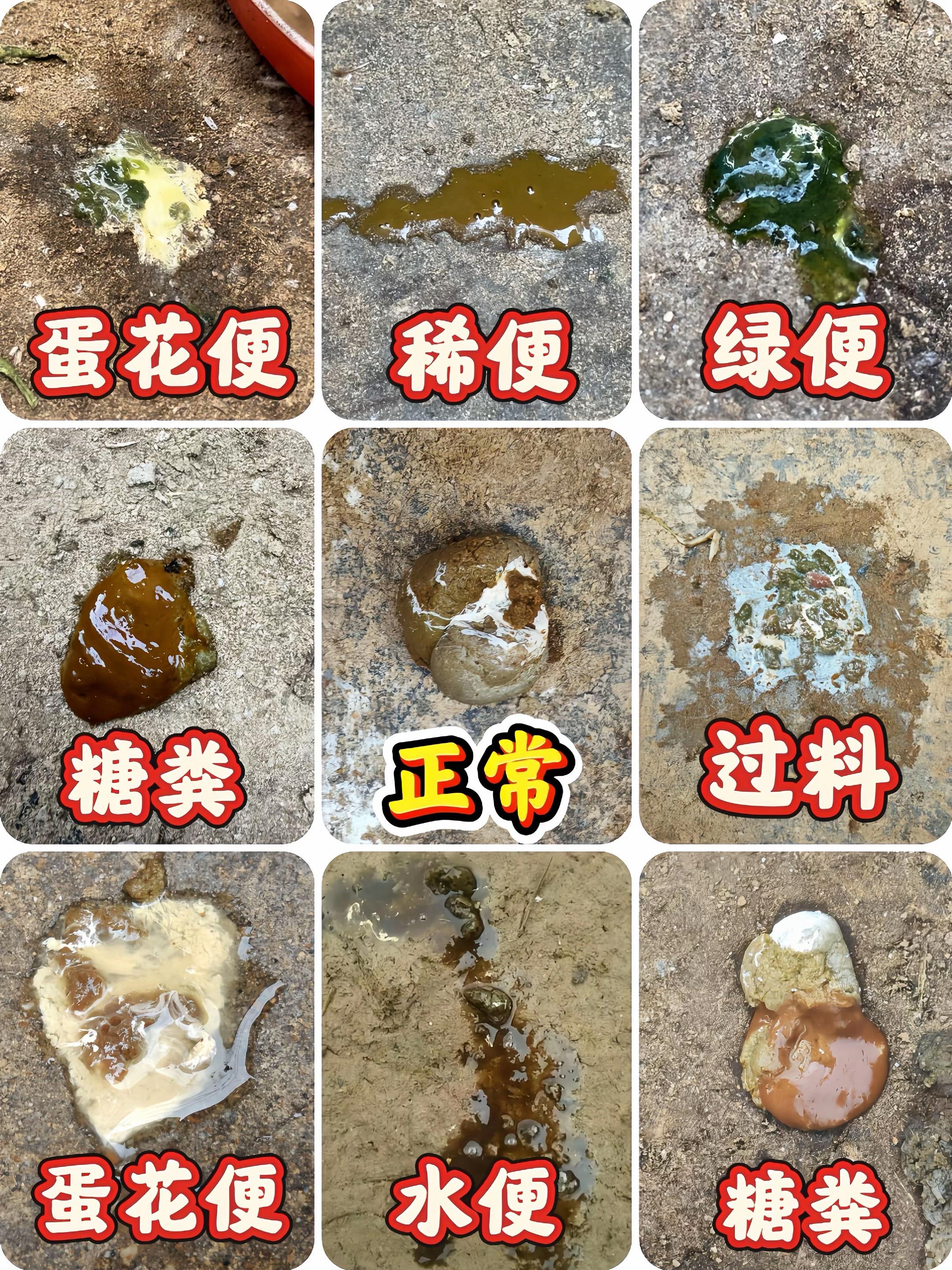 鸡拉稀教你一招粪便成型。#鸡拉稀怎么治 #养鸡不生病小妙招 #科学养鸡 #三农养殖 #农村散养土鸡
