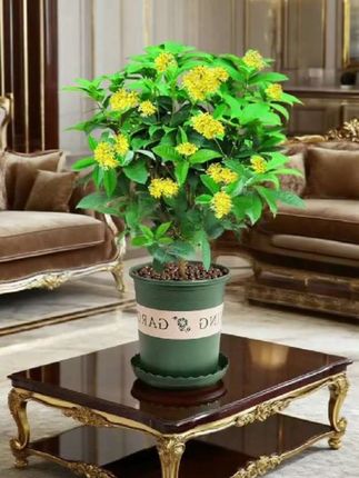 桂花盆栽植物室内花美观开花庭院阳台四季常绿办公室鲜活植物清香#花卉绿植 #家庭养花 #花卉植物