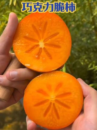 巧克力脆柿 家人们,快来抢这个又脆又甜的阳丰柿子糖心!一年就这一季,错过就要再等一年!它是来自咱们陕西的阳丰脆柿子,随便打开一个都有冰糖心,拥有苹果一样的脆度,一口咬下去口口爆汁,超级香甜,全家老小都爱吃。趁着现在价格划算,喜欢吃柿子的家人们点击左下方小黄车就可以购买了。#柿子 #创作灵感 #好吃到停不下来 #抖音助农 #三农 @DOU+小助手 @抖音小助手 @抖加🔥上热门🔥dou+🔥热点宝
