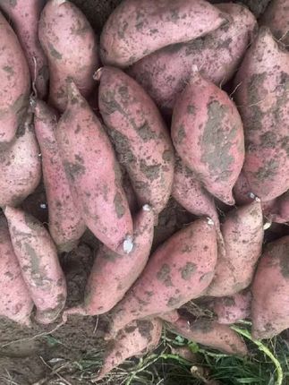 农村生活  挖红薯是今天的工作#优质农产品 #农业种植 #口感特别好 #快来一起尝个鲜 #看过来