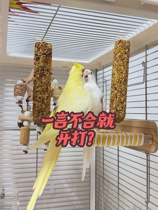 一鸟一根红豆就不让媳妇吃,这老公不能要了太护食了#鹦鹉零食棒 #鹦鹉日常 #鹦鹉谷物棒