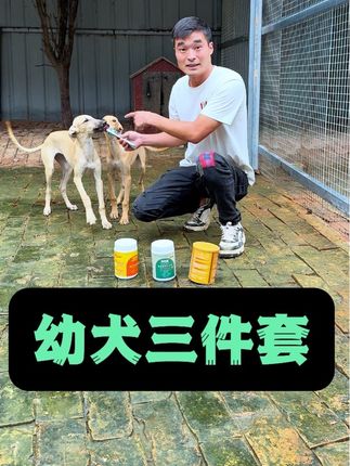 幼犬三件套,三件仅需60米包邮到家@王九条犬舍宠物用品店 #格力犬爱好者 #猎犬爱好者 #灵缇犬格力犬惠比特