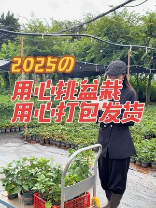 每天都很忙,忙着种树莓,忙着发货,加油😄树莓#三农种植 好产品推荐#