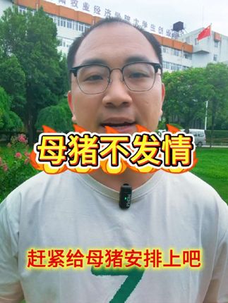 加速母猪发情小妙招。#猪 #养猪 #养猪技术 #养猪知识