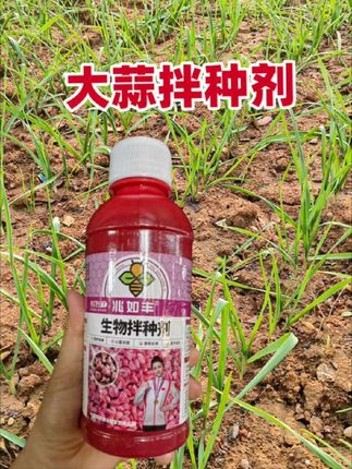 往年大蒜易发霉、腐烂、长斑?今年种蒜第一步,用它拌种:根系发达,苗齐苗壮长势好,个头均匀、品质高、产量大,多卖钱!#大蒜#大蒜种植 #大蒜拌种剂 #农业种植