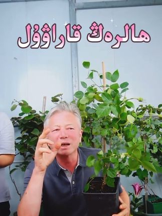 ھالرەڭ قاراۋۇل #威基伍德 #好物推荐 #好物分享 #养花知识