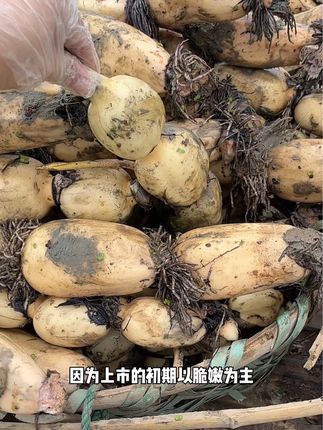 莲藕开塘了,谢谢老朋友们的支持和等待!品质一如既往,昨天直播没来及拍的,小黄车可以直接拍哈