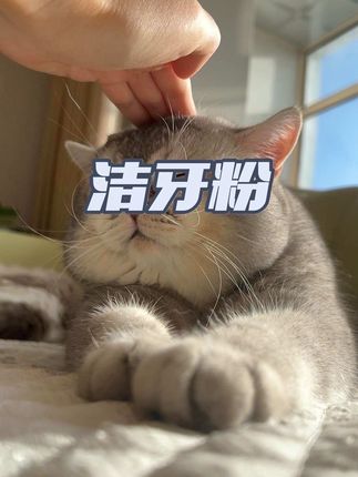 一拌一吃清醒口气,#洁牙粉宠物 #萌宠好物