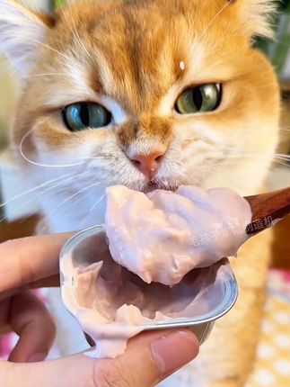 这个猫粮的加料给我震惊了,性价比太高了,特别适合多猫家庭!#思肯猫粮 #养猫人 #养猫新手 #萌宠好物 #科学养宠攻略