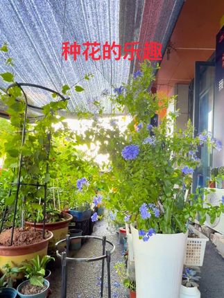 每天早起的第一件事就是看花,烧水,施肥,打药,等这些忙过之后才去弄早餐和店里的事,这也就是养花人的乐趣吧,前两年一不小心入了这个坑,到现在已无法自拔了,你看,又在弄灯笼花的架子了#原创 #vlog日常 #记录真实生活 #抖音助农 #原创作品