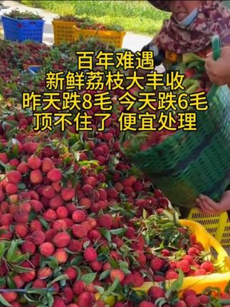 #荔枝熟了 艾特你最好的朋友请你吃 #荔枝#应季水果#新鲜采摘 #优质农产品