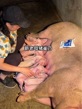 母猪有奶,小猪就吃的饱#养猪人 #养猪人加油干 #自繁自养 #养母猪 #养猪
