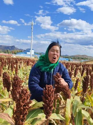 牛盼青草羊盼苗,老百姓盼的是收成好!大家认识这是什么庄稼评论区里开会