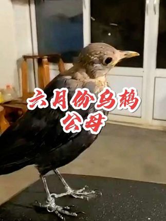 #鸟类 #鸟类实拍 #鸟类科普 #养鸟经验分享 #乌鸫