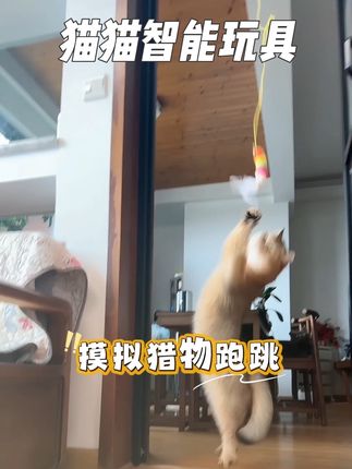 一撕一贴启动!喝着茶就悠闲陪毛孩子开心玩耍了#萌宠好物 #玩具 #好物推荐🔥 #猫猫玩具 #养猫新手