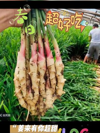 【顺丰包邮】红芽嫩姜新鲜仔姜紫姜芽生姜脆嫩可食用鲜姜 #超便宜超划算 #纯天然绿色食品 #特色农产品 #分享家乡美食 #朱姐的橱窗 @DOU+小助手 @DOU+上热门 @【L】老船长 @【N】老船长