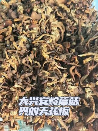 长在大兴安岭金矿上的蘑菇毛尖蘑 营养价值是普通蘑菇的几十倍,口感劲道 菌香味浓郁,可以当做走亲访友的礼品