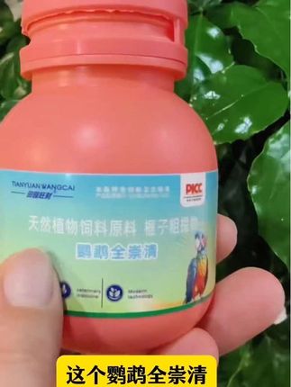 立秋养鹦鹉必做一件事不然秋冬准吃亏 #鹦鹉 #手养鹦鹉 #鹦鹉知识 #鹦鹉日常