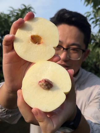 又脆又甜的沂蒙山白桃#新鲜采摘 #应季水果 #快来一起尝个鲜 #脆桃 #应季水果