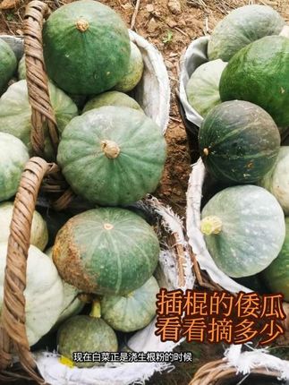 #用生根粉啥菜结的都厚农家菜园#