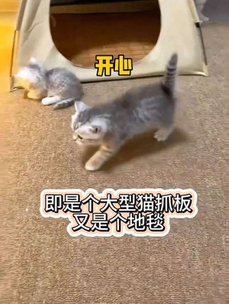 有了这个地毯剑麻垫子,猫咪不上床了,也不挠沙发了,放在哪里都长猫,玩累了就睡在上面,养猫必备 #猫猫的迷惑行为 #养猫新手 #家有萌宠 #萌猫趣事