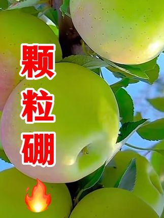颗粒硼肥大活动来了 #颗粒硼#果树种植 #瓜果蔬菜 #农业种植 #小麦种植