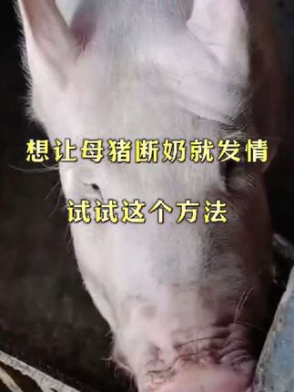 想让母猪断奶就发情,试试这个方法#养猪人#养猪技术#自繁自养母猪#养猪知识#养猪人不容易