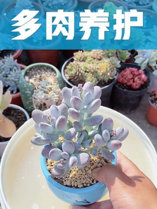 多菌灵能防治多肉黑腐化水等真菌感染问题 烂根掉叶等问题都是夏天常见,每次浇水或浸盆加点#多菌灵 #多肉病害 #多肉 #多肉养护小技巧 #多菌灵的使用方法