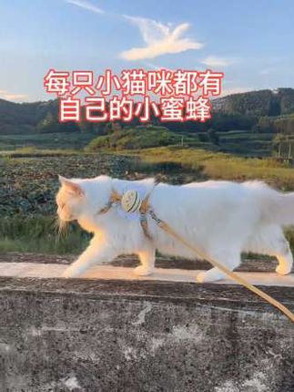 终于找到了个好看又耐用的小蜜蜂牵引绳~ #出门不牵点凶猛的动物 #牵引绳 #遛猫 #小猫治愈世界 #萌宠好物