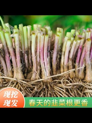 【超值福利】寿光独根红韭菜根苗紫根宽叶韭菜现挖现发盆栽地栽皆可#韭菜根苗 #韭菜 #韭菜种植 #韭菜根种植