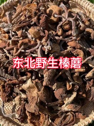 野生榛蘑#东北野生榛蘑