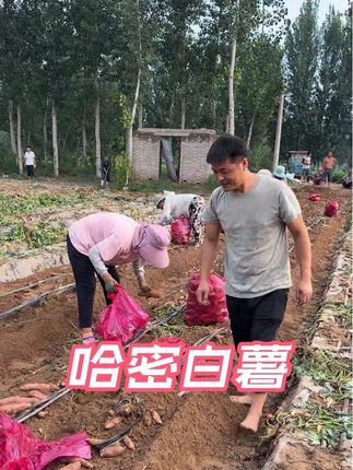 平时大鱼大肉吃腻了,就来拍一单这个哈密白薯吧,口感细腻爽口,软糯香甜!蒸,煮,烤都好吃。剪,脂期的兄弟姐妹们也都可以放心下单了!#我的乡村生活 #红薯 #农村生活日常 #三农种植 #哈密白薯 @D+小助手