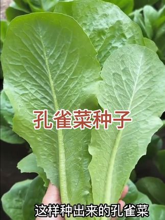 孔雀菜种子一年四季种可生吃高营养直立生菜种子盆栽地栽沙拉生菜#孔雀菜种子