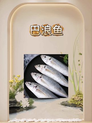 【专属】海捕野生巴浪鱼3-4条/斤速冻海鱼巴浪新鲜冷冻竹荚鱼海鲜