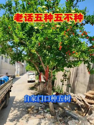 #石榴树 #柿子树 #桂花树 #银杏树 #黄杨树