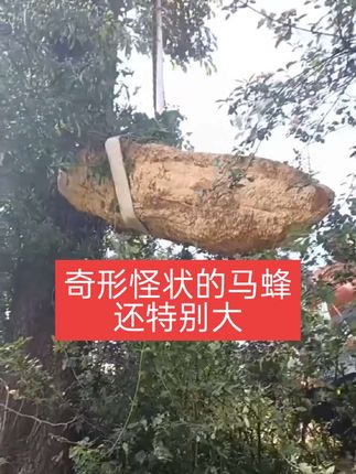 各种各样的马蜂窝,奇形怪状的,总是被别人找到 #三农蜂有财 #蜂有财 #蜂有财通用型诱蜂水 #蜂有财找蜂望远镜