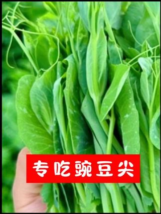 大家#看过来 专吃#豌豆尖的种子 #种菜小技巧