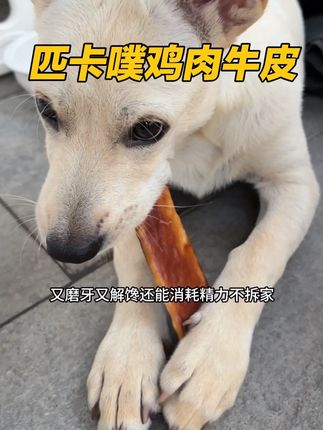 小狗含着都舍不得扔掉的磨牙棒,磨牙耐啃咬,关键不拆家了! #狗零食 #狗狗磨牙 #萌宠好物