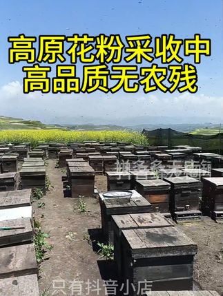 青海高品质花粉蜂粮, #花粉膏 #花粉 #蜜蜂养殖 #蜂粮