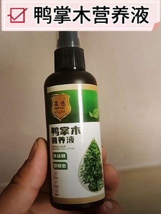 怎么养好鸭掌木?#鸭掌木营养液 #鸭脚木营养液 #鸭掌木专用营养液 #鸭掌木养护