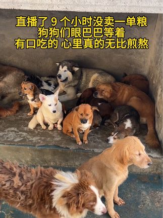 #流浪狗 #流浪动物救助 #流浪动物温饱计划